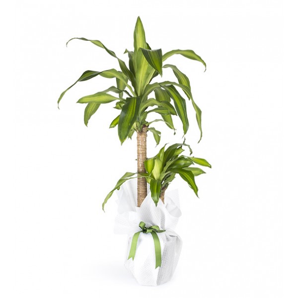 Dracena Massengena 2’li